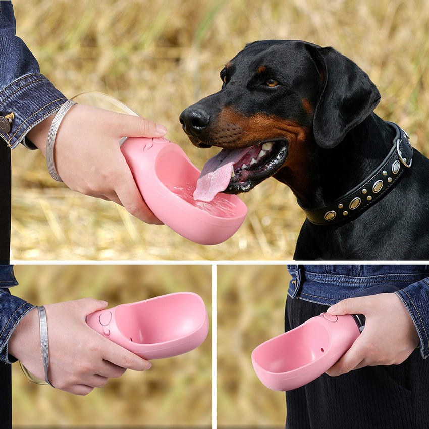 Bouteille d'eau pour animaux de compagnie