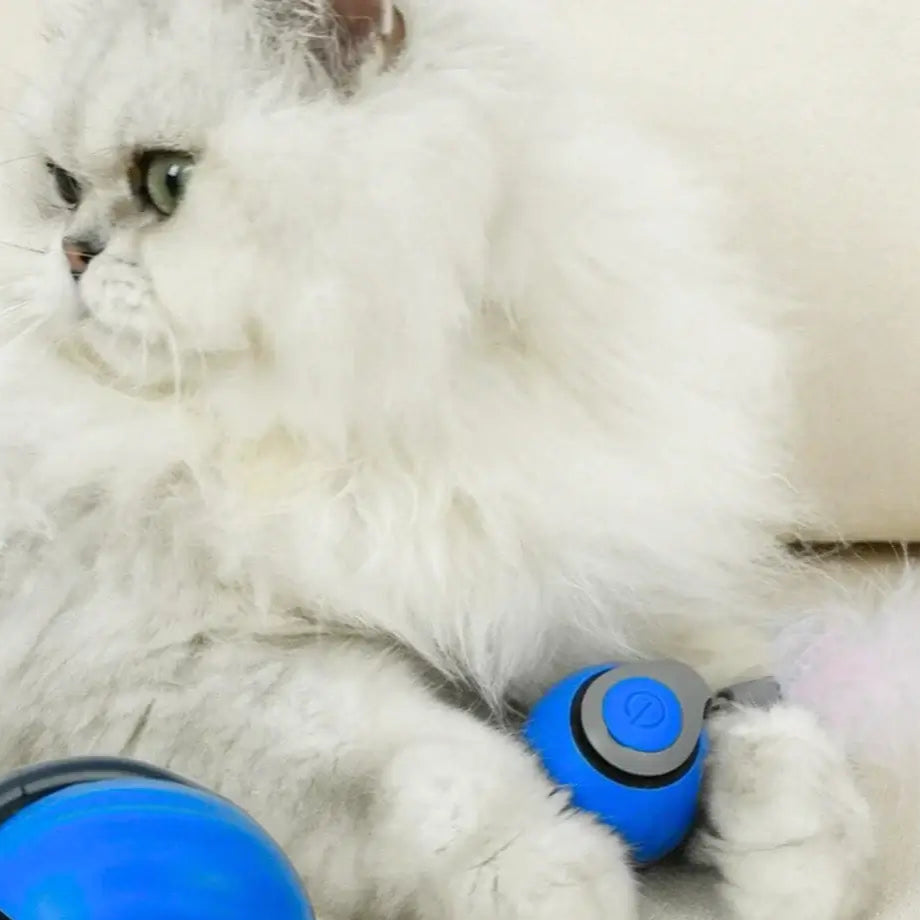 Cat playing with Speedy Tail 2.0 touch-activated toy on hardwood floor