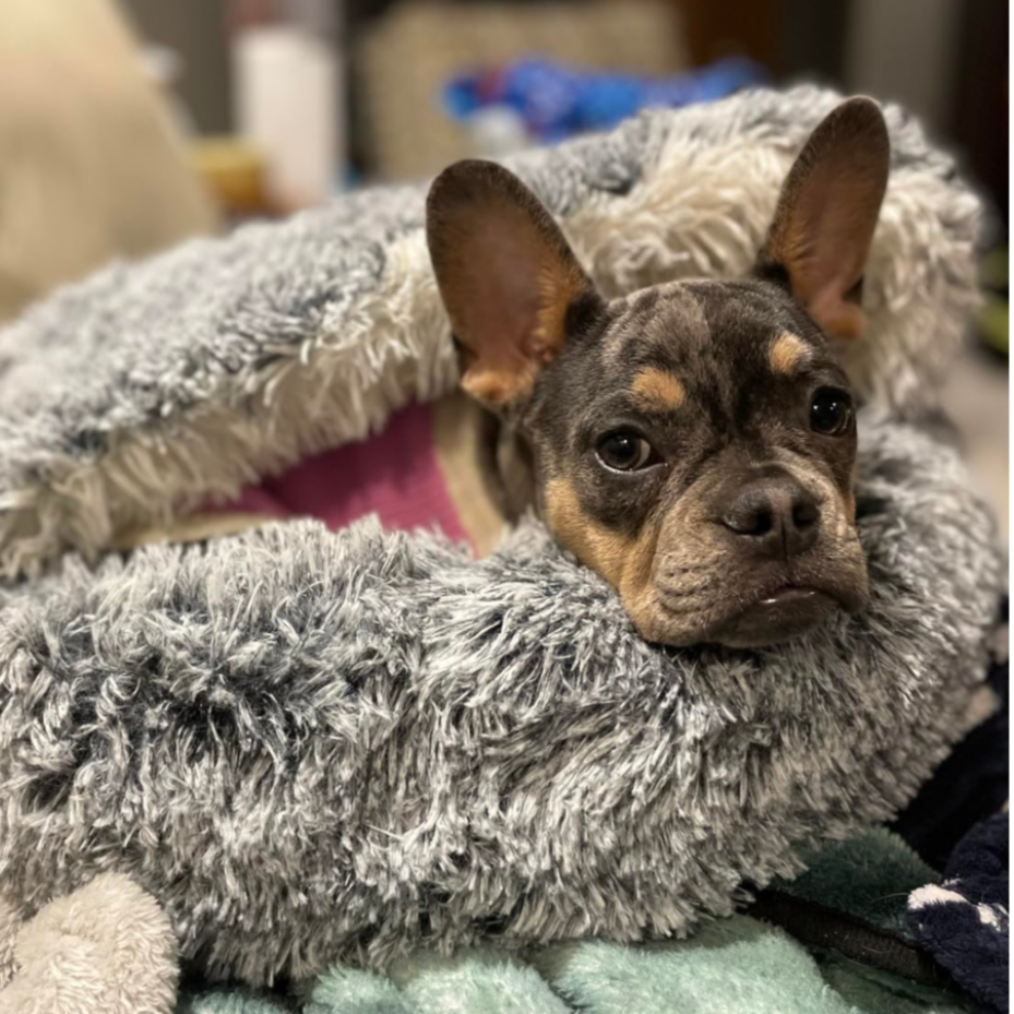 Lit apaisant en peluche pour chien