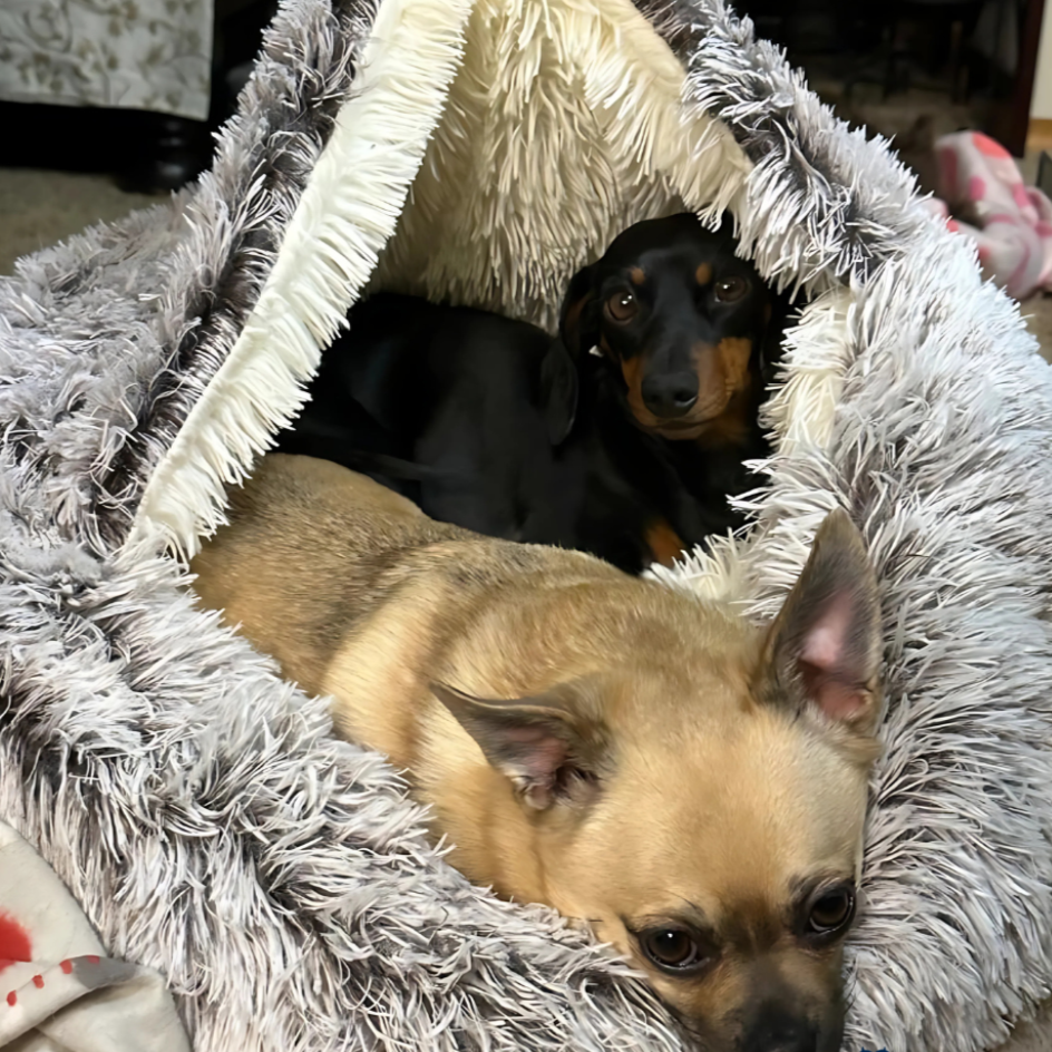 Lit apaisant en peluche pour chien