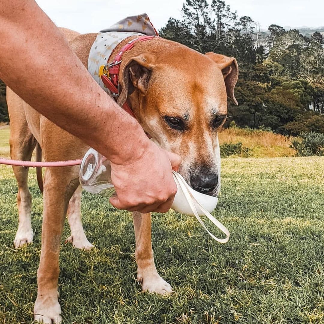 Bouteille d'eau pour animaux de compagnie