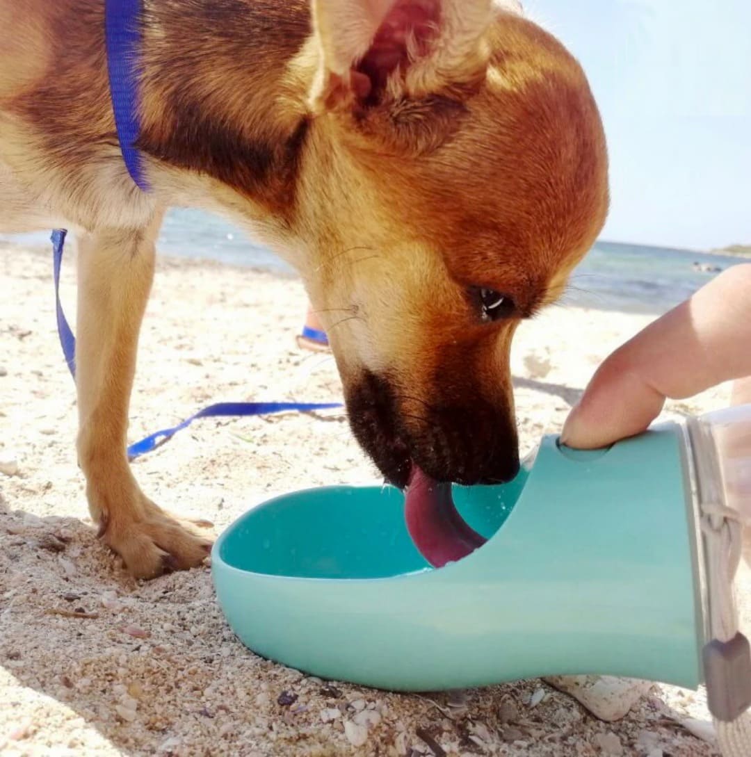 Bouteille d'eau pour animaux de compagnie