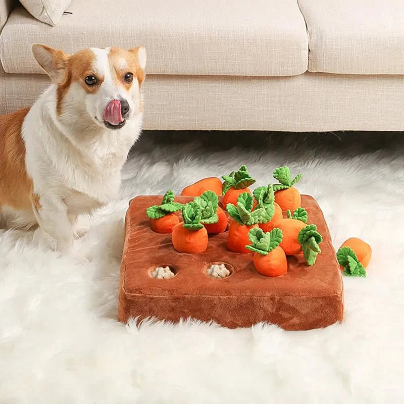 Ferme de carottes