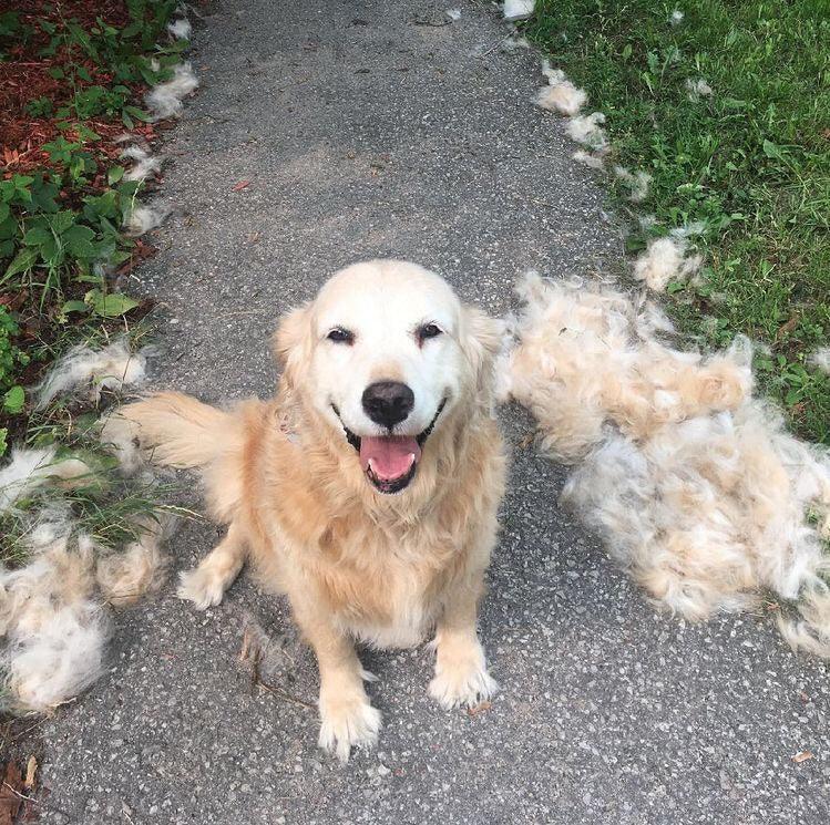 Brosse démêlante Pro™
