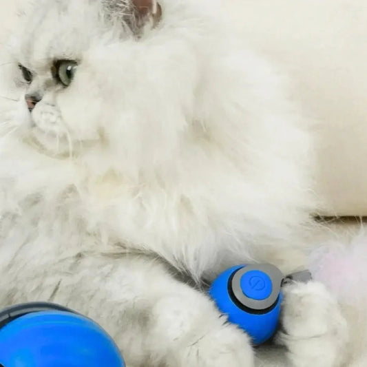 Indoor cat playing with the Speedy Tail 2.0 rolling toy