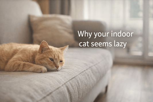 Why Your Indoor Cat Isn’t Lazy — They’re Probably Just Bored - Purrfect-day