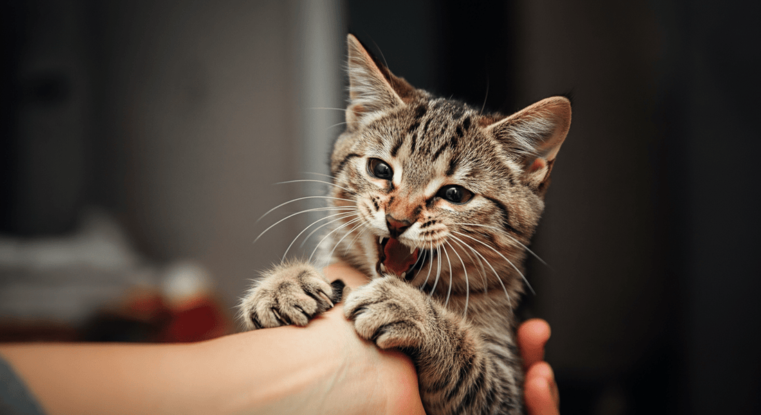 How to Stop Your Cat From Biting and Attacking Your Hands - Purrfect-day