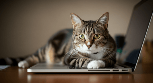 Why Does My Cat Sit on My Laptop? (And How to Keep Them Off) - Purrfect-day