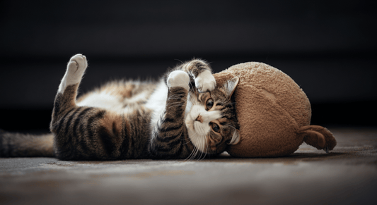Why Do Cats Bunny Kick? (And the Best Toys for It) - Purrfect-day