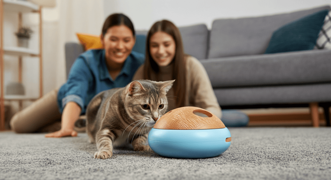 Cat Exercise for Weight Loss: How to Get a Heavy Cat Moving - Purrfect-day