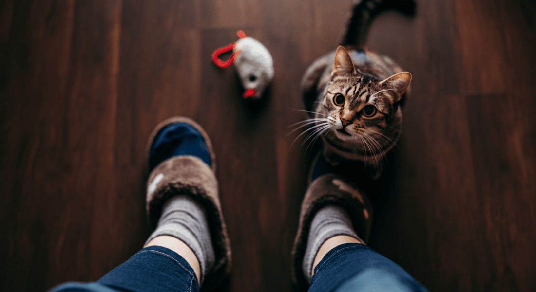 Why Does My Cat Drop Toys at My Feet? (And What They Really Want) - Purrfect-day