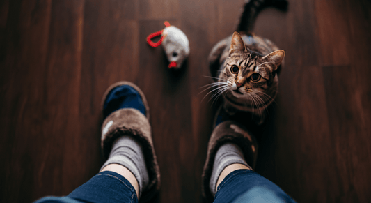Why Does My Cat Drop Toys at My Feet? (And What They Really Want) - Purrfect-day