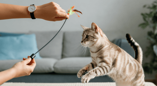 How Much Playtime Does an Indoor Cat Actually Need? - Purrfect-day