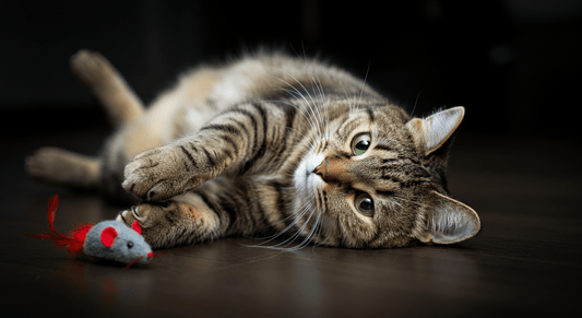 How to Get a Lazy Cat to Play (When They Ignore Every Toy) - Purrfect-day