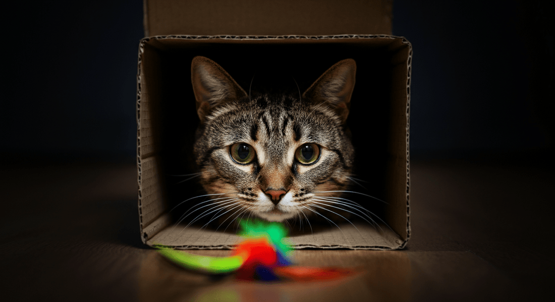 Why Does Your Cat Prefer the Box to the Toy? (The Ambush Rule) - Purrfect-day