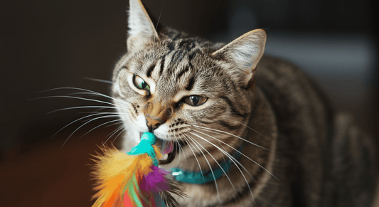 How to Choose a Safe Chew Toy for Your Cat (And What to Avoid) - Purrfect-day