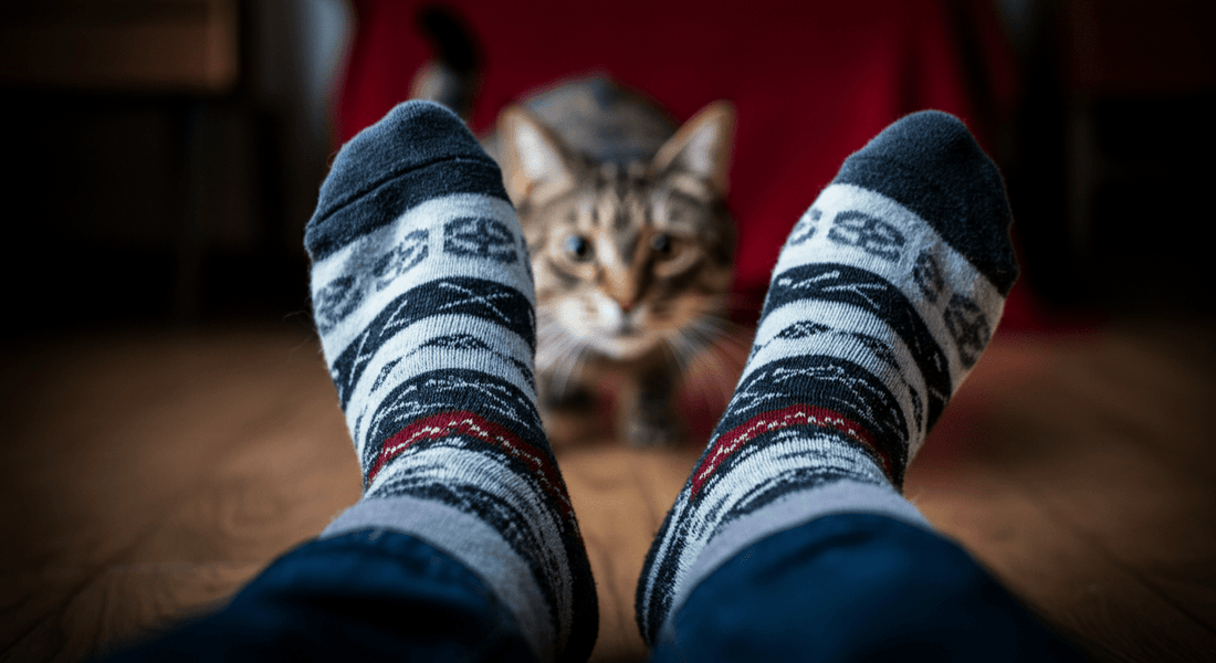 How to Stop Your Cat From Attacking Your Ankles - Purrfect-day