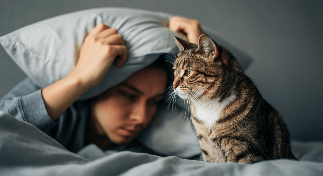 How to Stop Your Cat From Waking You Up at 4 AM - Purrfect-day