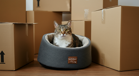 Featured Image for article: How to Move With a Cat to a New Home (Stress-Free)