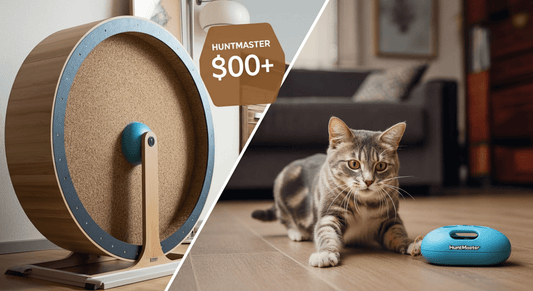 Are Cat Wheels Worth It? Pros, Cons, and Cheaper Alternatives - Purrfect-day