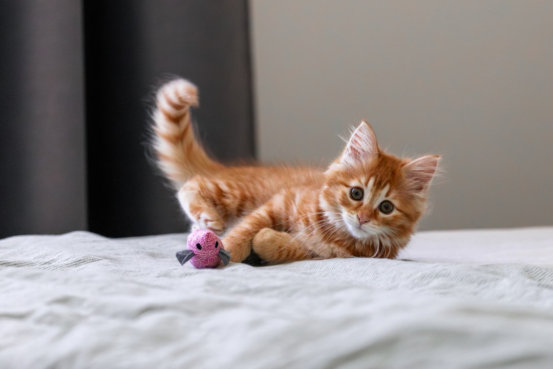 Small kitten playing with a toy on a bed