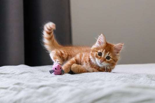 Small kitten playing with a toy on a bed