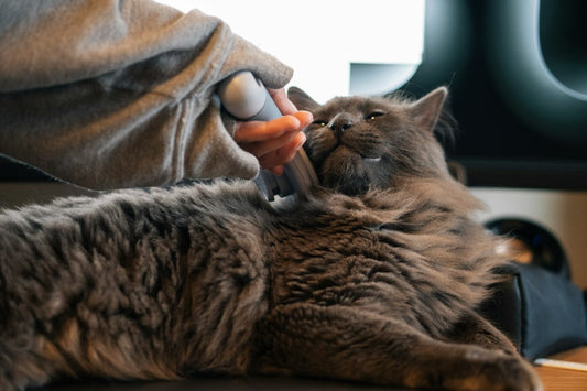 A gray cat being groomed; illustrative photograph, not a Purrfect-Day product demonstration