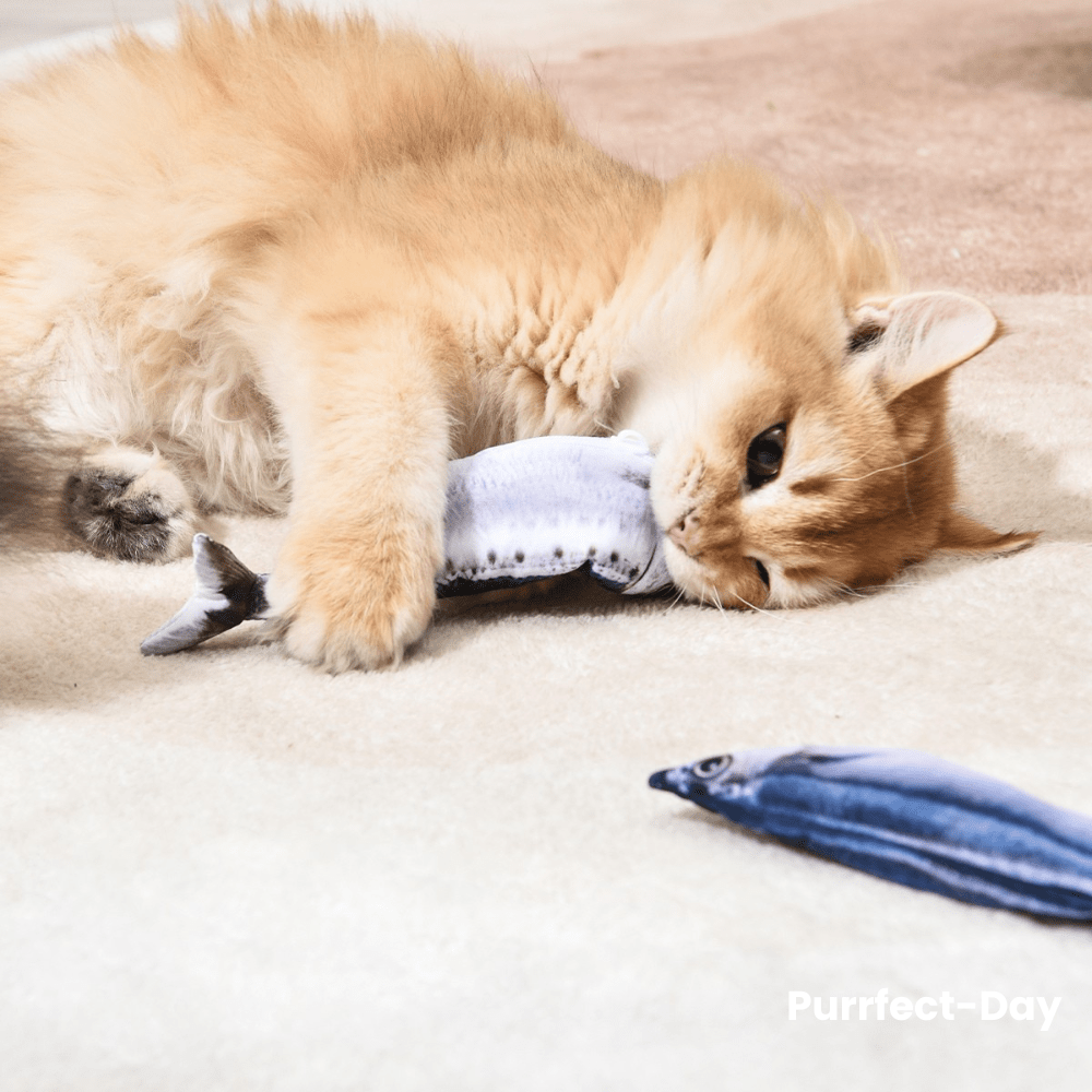 Indoor cat holding a soft fish-shaped toy during play