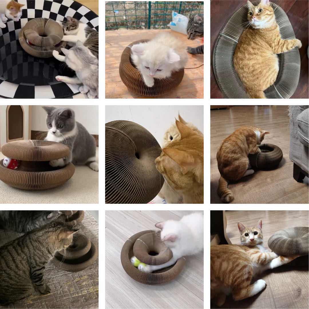 Join 10,000+ Obsessed Cat Parents