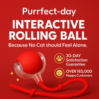 PlayPack™ – Custom Cat Toy Bundle for cats | Purrfect - day