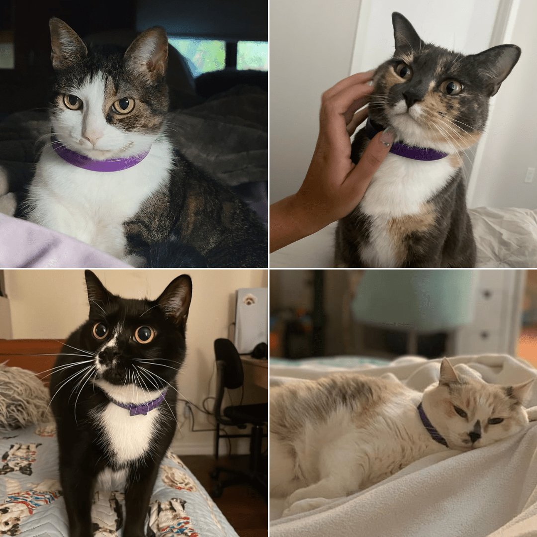 CalmFurry Pheromone Collar for cats | Purrfect - day
