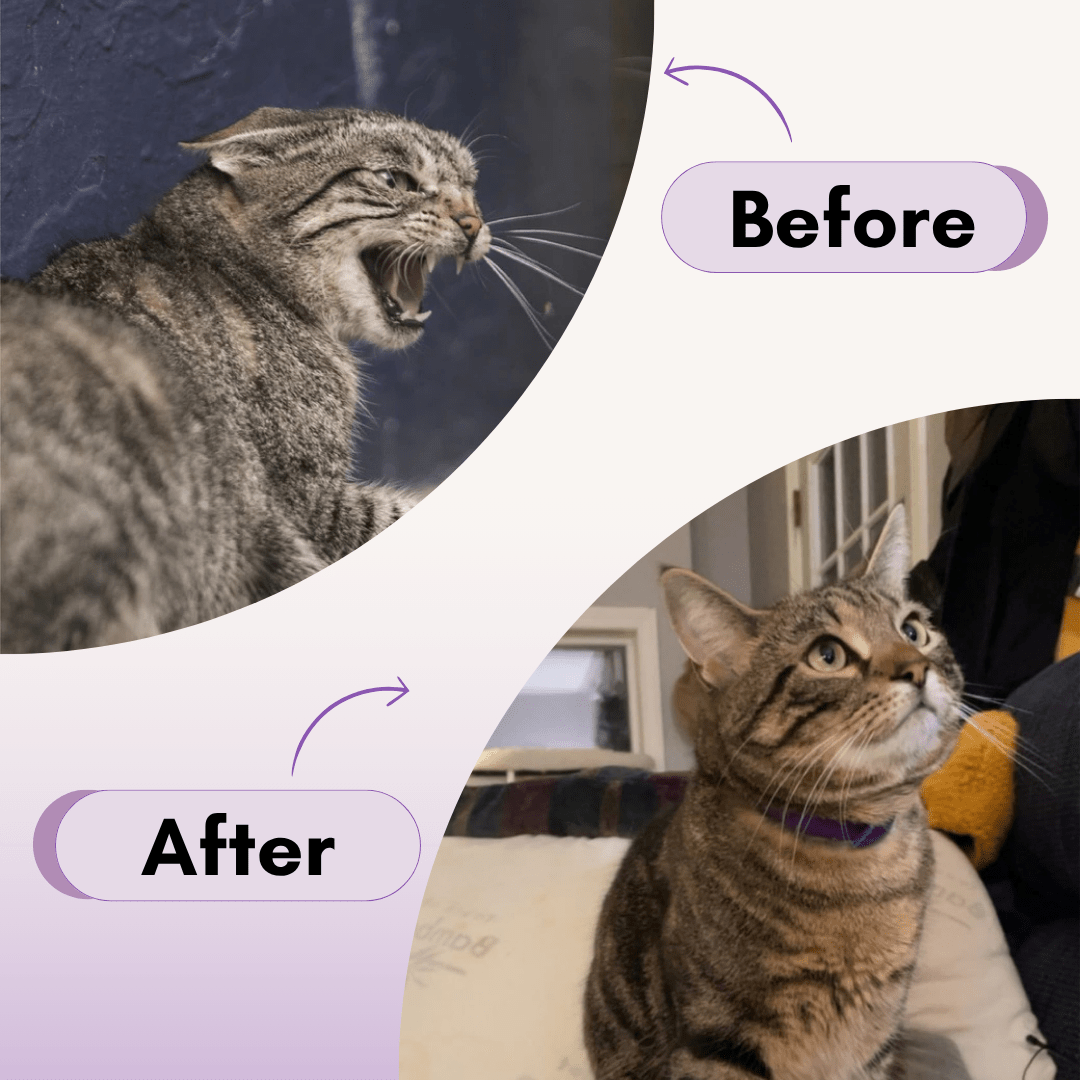 CalmFurry Pheromone Collar for cats | Purrfect - day
