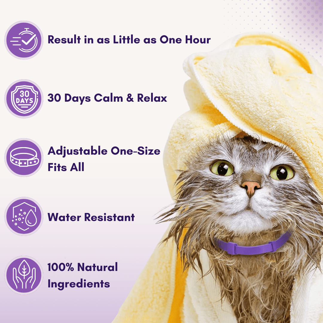 CalmFurry Pheromone Collar for cats | Purrfect - day