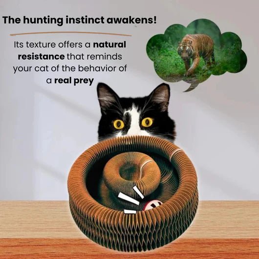 KittySpin™ | 2 - in - 1 Scratcher & Ball Track for cats | Purrfect - day