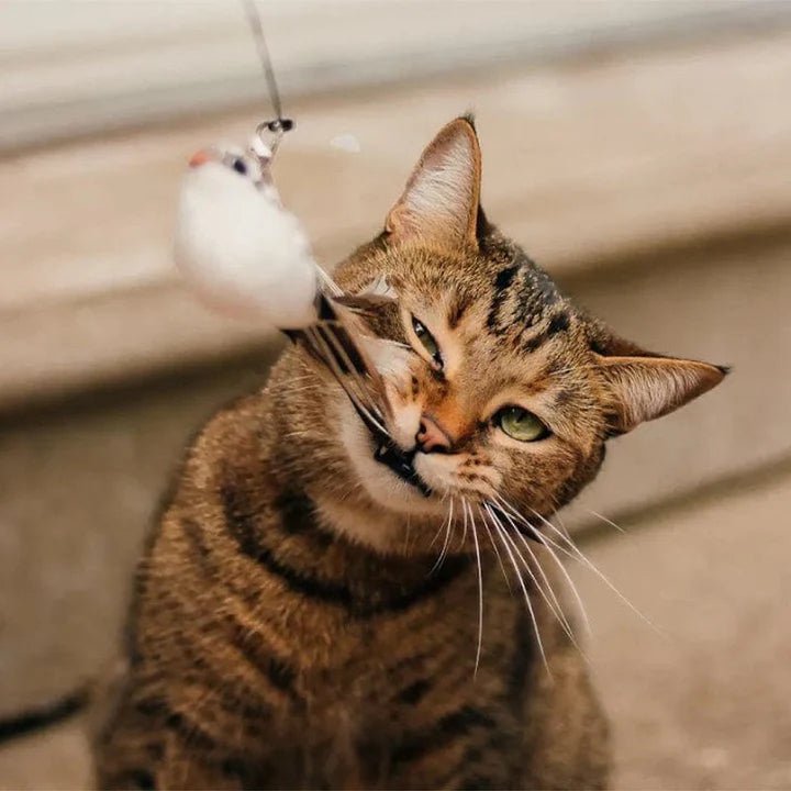 Self - Play Hunting Motion for cats | Purrfect - day