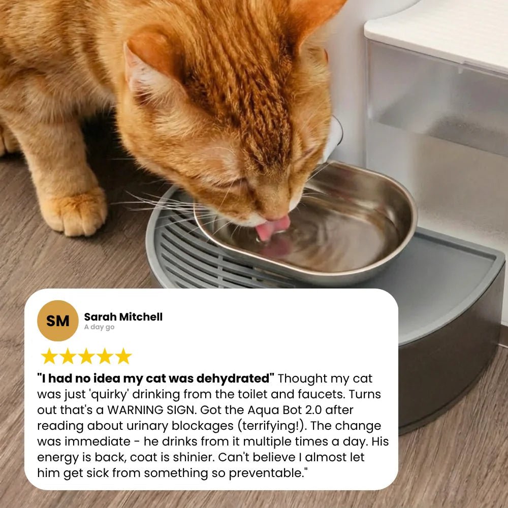 Aqua Bot 2.0 | Filter - Free Cat Water Fountain for cats | Purrfect - day