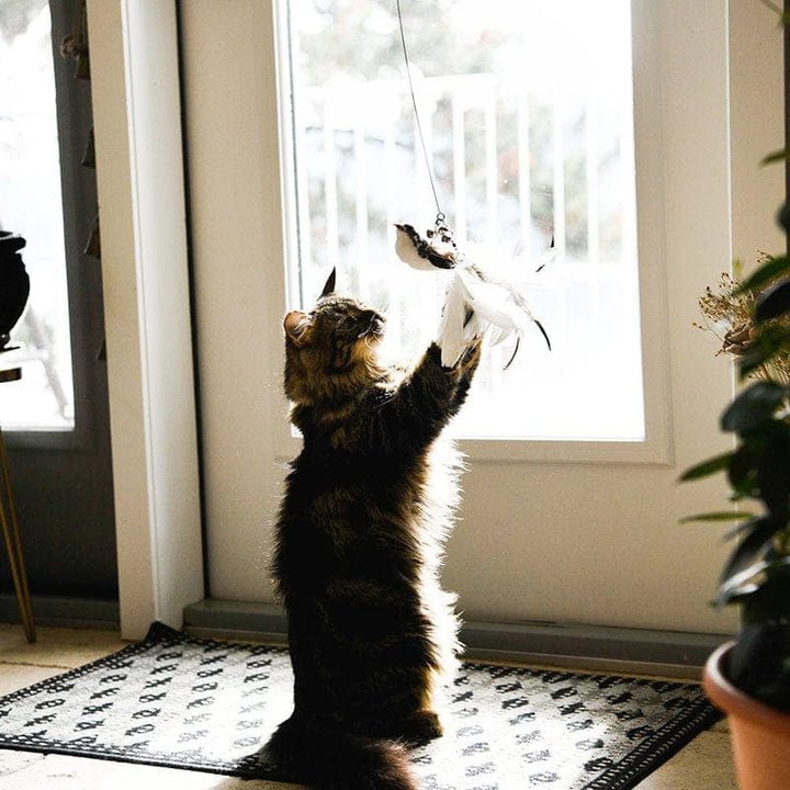 Self - Play Hunting Motion for cats | Purrfect - day
