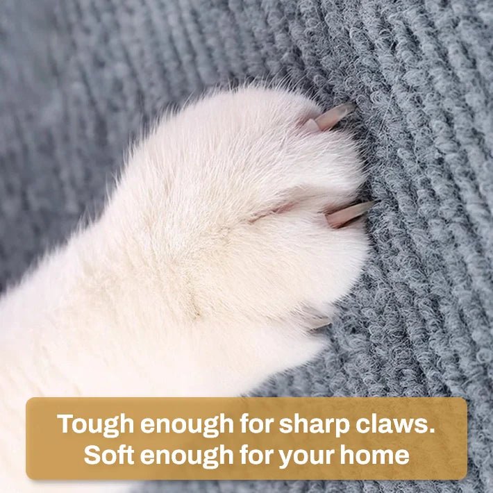 Cat Scratch Protection for cats | Purrfect - day