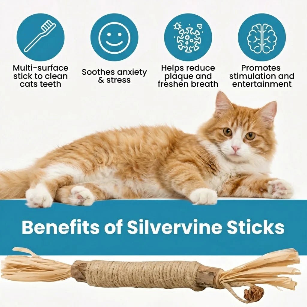 Natural Silvervine Dental Sticks for cats | Purrfect - day