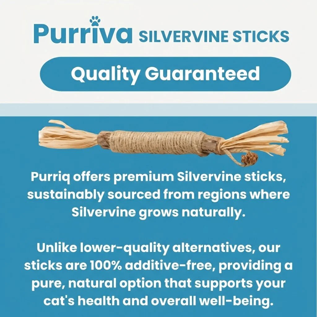 Natural Silvervine Dental Sticks for cats | Purrfect - day